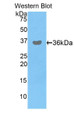 Western Blot; Sample: Recombinant protein.