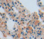 Pyruvate Dehydrogenase Beta (Pdhb) Polyclonal Antibody, Cat#CAU25060