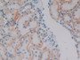 DAB staining on IHC-P; Samples: Human Kidney Tissue