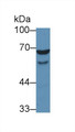 Western Blot; Sample: Human HL60 cell lysate; Primary Ab: 1µg/ml Rabbit Anti-Human WASP Antibody Second Ab: 0.2µg/mL HRP-Linked Caprine Anti-Rabbit IgG Polyclonal Antibody