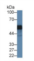 Western Blot; Sample: Human K562 cell lysate; Primary Ab: 1µg/ml Rabbit Anti-Human PSR Antibody Second Ab: 0.2µg/mL HRP-Linked Caprine Anti-Rabbit IgG Polyclonal Antibody