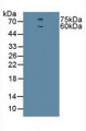 Western Blot; Sample: Human U-87MG Cells.