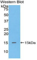 Western Blot; Sample: Recombinant protein.