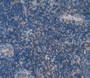 Kallikrein 7 (Klk7) Polyclonal Antibody, Cat#CAU25077