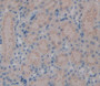 Kallikrein 7 (Klk7) Polyclonal Antibody, Cat#CAU25078