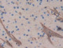 DAB staining on IHC-P; Samples: Mouse Cerebrum Tissue; Primary Ab: 10µg/ml Rabbit Anti-Mouse AGC Antibody Second Ab: 2µg/mL HRP-Linked Caprine Anti-Rabbit IgG Polyclonal Antibody