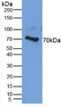 Western Blot; Sample: Human Cartilage Tissue.