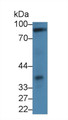 Western Blot; Sample: Rat Heart lysate; Primary Ab: 2µg/ml Rabbit Anti-Mouse CDHH Antibody Second Ab: 0.2µg/mL HRP-Linked Caprine Anti-Rabbit IgG Polyclonal Antibody