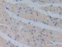 DAB staining on IHC-P; Samples: Mouse Heart Tissue;  Primary Ab: 10µg/ml Rabbit Anti-Mouse CDHH Anti