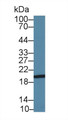 Western Blot; Sample: Porcine Cerebrum lysate; Primary Ab: 1.5µg/ml Rabbit Anti-Human CDHH Antibody Second Ab: 0.2µg/mL HRP-Linked Caprine Anti-Rabbit IgG Polyclonal Antibody