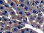DAB staining on IHC-P; Samples: Rat Liver Tissue;  Primary Ab: 10µg/ml Rabbit Anti-Rat OSC Antibody 