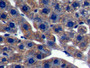 DAB staining on IHC-P; Samples: Rat Liver Tissue)