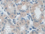 DAB staining on IHC-P; Samples: Human Stomach Tissue; Primary Ab: 20µg/ml Rabbit Anti-Human IDE Antibody Second Ab: 2µg/mL HRP-Linked Caprine Anti-Rabbit IgG Polyclonal Antibody