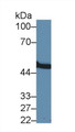 Western Blot; Sample: Rat Pancreas lysate; Primary Ab: 1.5µg/ml Rabbit Anti-Human MMP24 Antibody Second Ab: 0.2µg/mL HRP-Linked Caprine Anti-Rabbit IgG Polyclonal Antibody