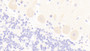 DAB staining on IHC-P; Samples: Human Cerebellum Tissue;  Primary Ab: 20μg/ml Rabbit Anti-Human GRM3 Antibody Second Ab: 2µg/mL HRP-Linked Caprine Anti-Rabbit IgG Polyclonal Antibody 