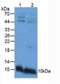 Western Blot; Sample. Lane1: Mouse Intestine Tissue; Lane2: Mouse Stomach Tissue.