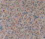 Cyclin Dependent Kinase 2 (Cdk2) Polyclonal Antibody, Cat#CAU25111