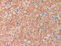 DAB staining on IHC-P; Samples: Human Cerebrum Tissue)