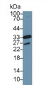 Western Blot; Sample: Human MCF7 cell lysate; Primary Ab: 1µg/ml Rabbit Anti-Mouse CDK1 Antibody Second Ab: 0.2µg/mL HRP-Linked Caprine Anti-Rabbit IgG Polyclonal Antibody