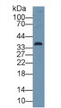 Western Blot; Sample: Human A549 cell lysate; Primary Ab: 1µg/ml Rabbit Anti-Human CDK1 Antibody Second Ab: 0.2µg/mL HRP-Linked Caprine Anti-Rabbit IgG Polyclonal Antibody