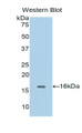 Western Blot; Sample: Recombinant protein.