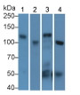 Western Blot; Sample: Lane1: Rat Kidney lysate; Lane2: Rat Small intestine lysate; Lane3: Porcine Kidney lysate; Lane4: Mouse Kidney lysate; Primary Ab: 1µg/ml Rabbit Anti-Rat ACE2 Antibody; Second Ab: 0.2µg/mL HRP-Linked Caprine Anti-Rabbit IgG Polyclonal Antibody;