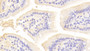 DAB staining on IHC-P; Samples: Mouse Small intestine Tissue; Primary Ab: 20μg/ml Rabbit Anti-Mouse ACE2 Antibody Second Ab: 2µg/mL HRP-Linked Caprine Anti-Rabbit IgG Polyclonal Antibody