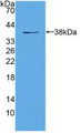Western Blot; Sample: Recombinant EIF3A, Mouse.