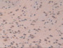 DAB staining on IHC-P; Samples: Mouse Brain Tissue