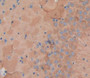 Fibroblast Growth Factor 10 (Fgf10) Polyclonal Antibody, Cat#CAU25126