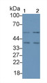 Western Blot; Sample: Lane1: Hela cell lysate; Lane2: HepG2 cell lysate; Primary Ab: 1μg/ml Rabbit Anti-Mouse CDK7 Antibody; Second Ab: 0.2µg/mL HRP-Linked Caprine Anti-Rabbit IgG Polyclonal Antibody;