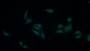 FITC staining on IF; Samples: Human HepG2 cell;  Primary Ab: 20μg/ml Rabbit Anti-Mouse CDK7 Antibody Second Ab: 1.5μg/ml FITC-Linked Caprine Anti-Rabbit IgG Polyclonal Antibody 
