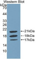 Western Blot; Sample: Recombinant protein.