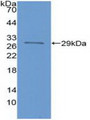 Western Blot; Sample: Recombinant FOXP3, Human.