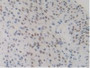 DAB staining on IHC-P; Samples: Mouse Uterus Tissue