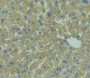 Cluster Of Differentiation 3D (Cd3D) Polyclonal Antibody, Cat#CAU25154