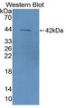 Western Blot; Sample: Recombinant protein.