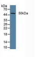 Western Blot; Sample: Porcine Liver Tissue.