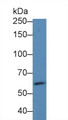 Western Blot; Sample: Human Hela cell lysate; Primary Ab: 1µg/ml Rabbit Anti-Human EGFR2 Antibody Second Ab: 0.2µg/mL HRP-Linked Caprine Anti-Rabbit IgG Polyclonal Antibody