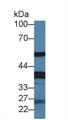 Western Blot; Sample: Rat Serum; Primary Ab: 1.5µg/ml Rabbit Anti-Rat FETUB Antibody Second Ab: 0.2µg/mL HRP-Linked Caprine Anti-Rabbit IgG Polyclonal Antibody