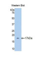 Western Blot; Sample: Recombinant protein.