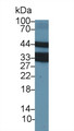 Western Blot; Sample: Bovine Thymus lysate; Primary Ab: 2µg/ml Rabbit Anti-Bovine LOX1 Antibody Second Ab: 0.2µg/mL HRP-Linked Caprine Anti-Rabbit IgG Polyclonal Antibody