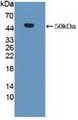 Western Blot; Sample: Recombinant MMP19, Human.