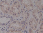 DAB staining on IHC-P; Samples: Human Kidney Tissue;  Primary Ab: 10µg/ml Rabbit Anti-Human Ntn4 Ant