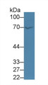 Western Blot; Sample: Human HepG2 cell lysate; Primary Ab: 3µg/ml Rabbit Anti-Rat F11 Antibody Second Ab: 0.2µg/mL HRP-Linked Caprine Anti-Rabbit IgG Polyclonal Antibody