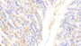 DAB staining on IHC-P; Samples: Mouse Stomach Tissue;  Primary Ab: 20μg/ml Rabbit Anti-Mouse CFD Antibody Second Ab: 2µg/mL HRP-Linked Caprine Anti-Rabbit IgG Polyclonal Antibody 