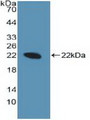 Western Blot; Sample: Recombinant SHH, Human.