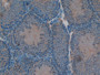 DAB staining on IHC-P; Samples: Mouse Testis Tissue)