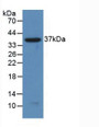 Western Blot; Sample: Recombinant NFkB2, Human.