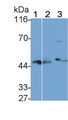 Western Blot; Sample: Lane1: Mouse Lung lysate; Lane2: Porcine Spleen lysate; Lane3: Raji cell lysate; Primary Ab: 1.5μg/ml Rabbit Anti-Mouse NFkB Antibody; Second Ab: 0.2µg/mL HRP-Linked Caprine Anti-Rabbit IgG Polyclonal Antibody;